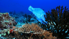 The ocean emergency has grown as a decline in biodiversity, warming and plastic pollution has impacted their health